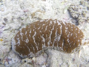 クリイロナマコ – しかたに自然案内