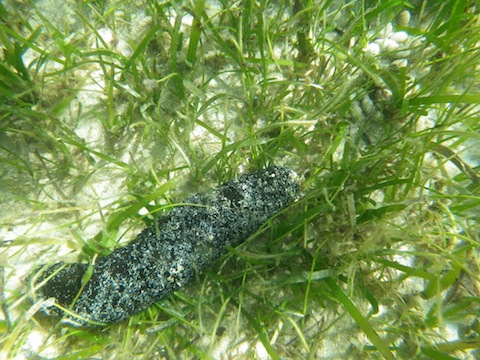 海草藻場を泳ぐ：その1 – しかたに自然案内